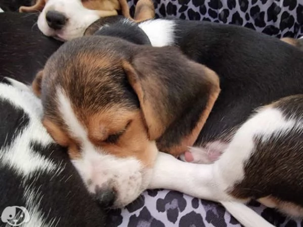 Bellissimi cuccioli di Beagle | Foto 2