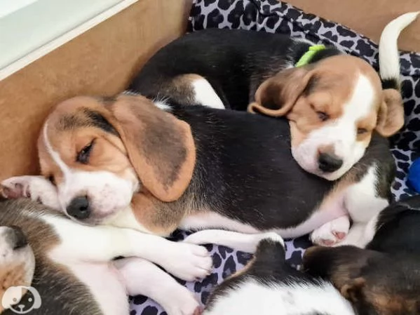 Bellissimi cuccioli di Beagle