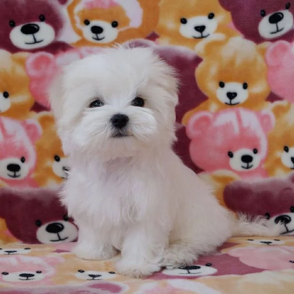 cuccioli maltesi molto dolci e affascinanti