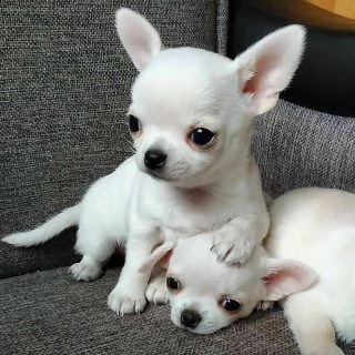 regalo chihuahua cuccioli meravigliosi ! 