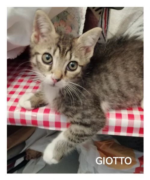 Giotto  | Foto 2