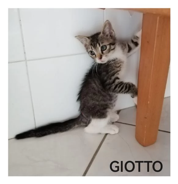 Giotto  | Foto 0