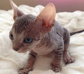 cucciolo sphynx elf cuccioli  | Foto 6