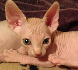 cucciolo sphynx elf cuccioli  | Foto 1