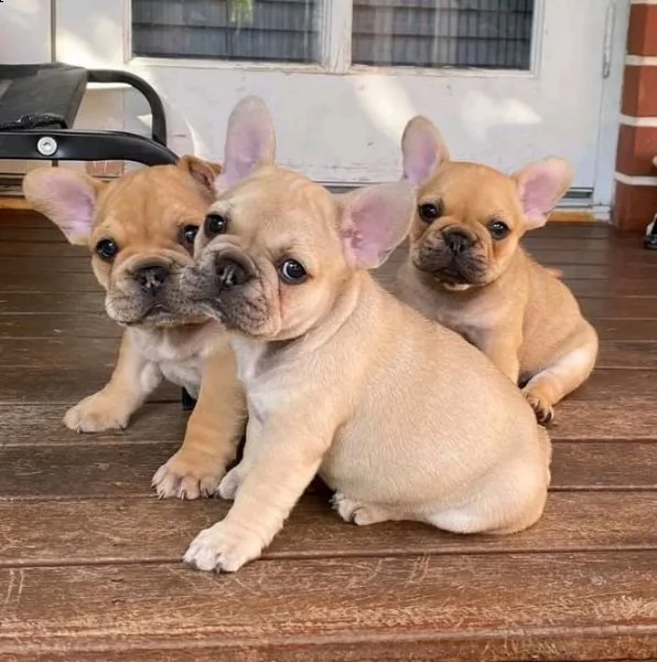 cachorros de bulldog frances de calidad.