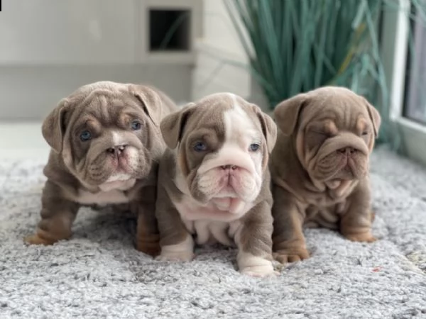 magníficos cachorros de bulldog inglés