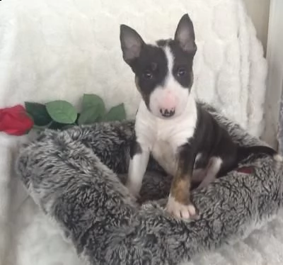 bull terrier cuccioli pronti per l'adozione