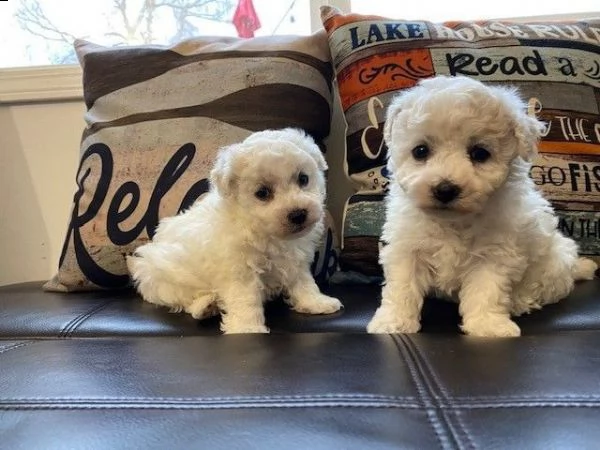 buoni e sani cuccioli di bichon frise pronti | Foto 0