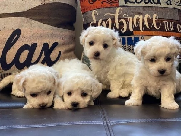 buoni e sani cuccioli di bichon frise pronti