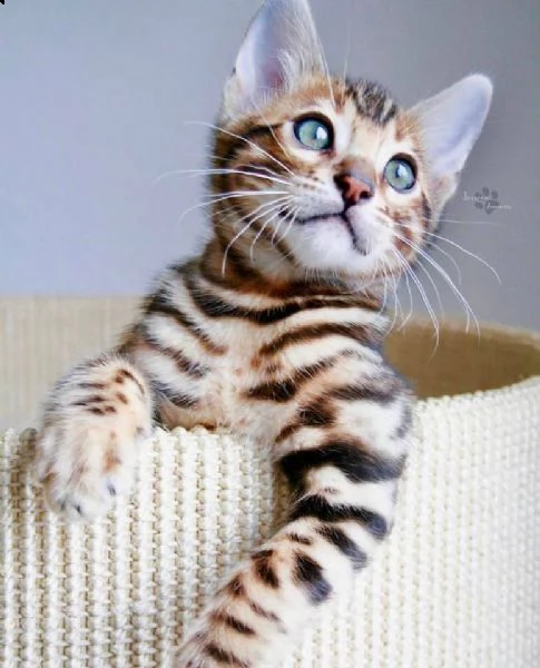 disponibile bengala brown spotted tabby