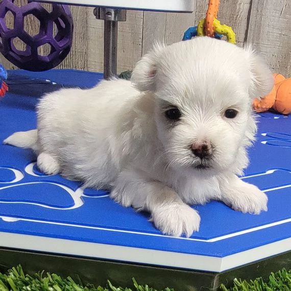 regalo cuccioli dolce e bella havanese