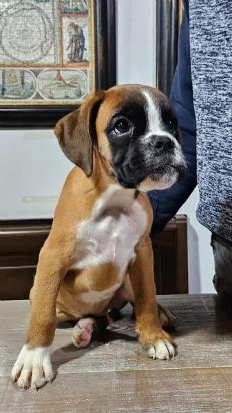 splendida cucciola fulvia di boxer