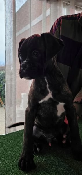 CUCCIOLI DI BOXER M