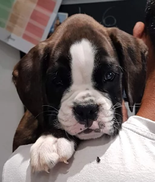 CUCCIOLI DI BOXER M | Foto 0