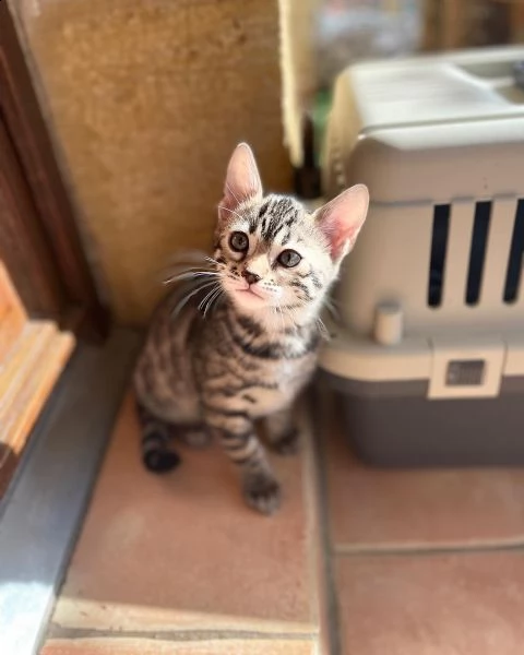 gattini bengala maschio e femmina