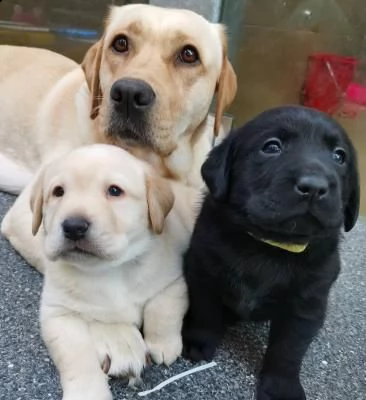 regalo cuccioli di labrador cioccolato