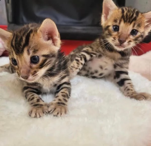 cuccioli gatto bengala