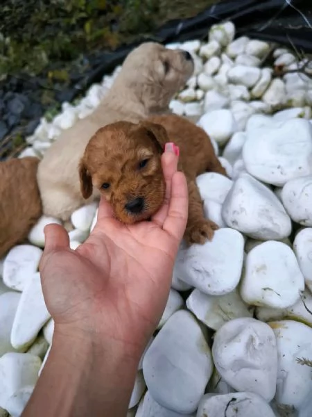 cucciolo di piccola taglia | Foto 3