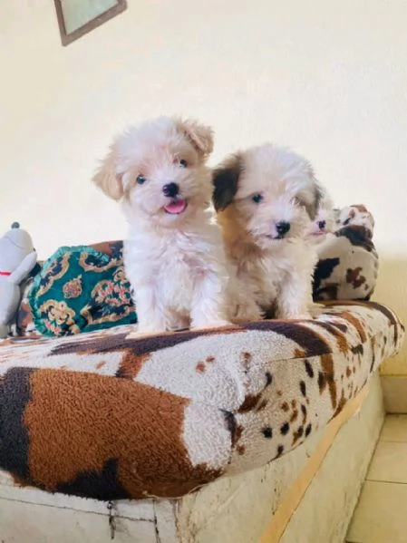 Magnifico cucciolo di Bichon  | Foto 2