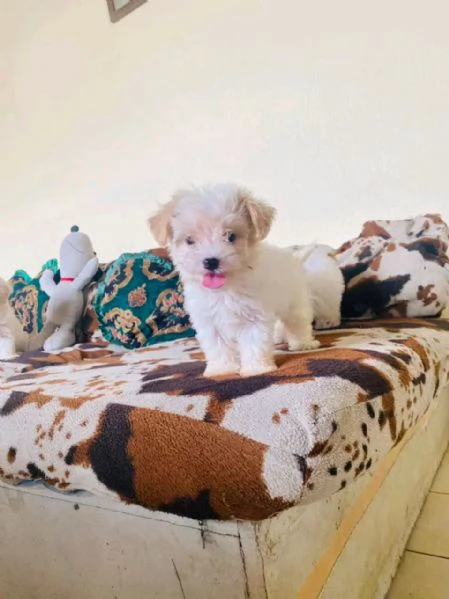 Magnifico cucciolo di Bichon 