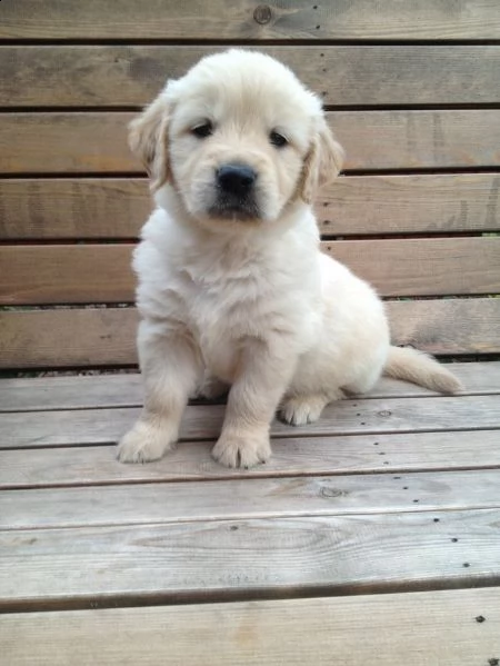  regalo cuccioli di golden retriever disponibili contattaci subito  disponibili subito 2 splendidi p