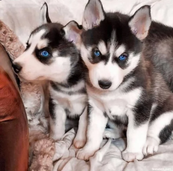 regalo cuccioli siberian husky maschio e femmina