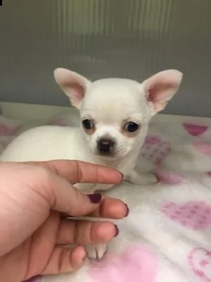 vendita cuccioli di chihuahua