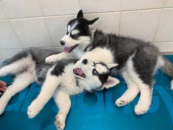 regalo cuccioli di husky siberiano  maschi e femmina.  