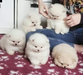 cuccioli di volpino di pomerania