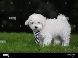 bichon