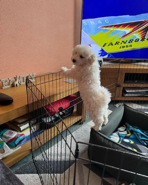 offriamo i nostri 2 cuccioli di bichon frise.