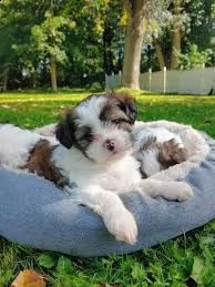 !!!bellissimo cucciolo havanese