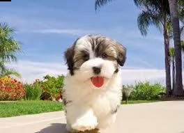 2 bellissimo cucciolo havanese