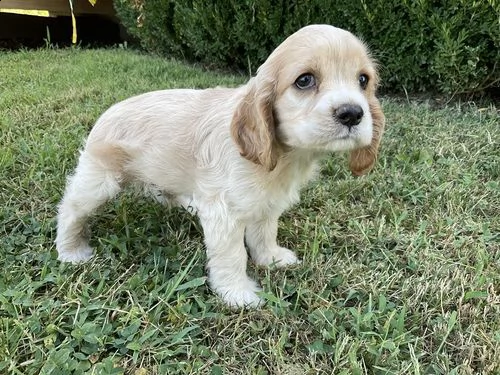 regalo bambini cocker spaniel cuccioli