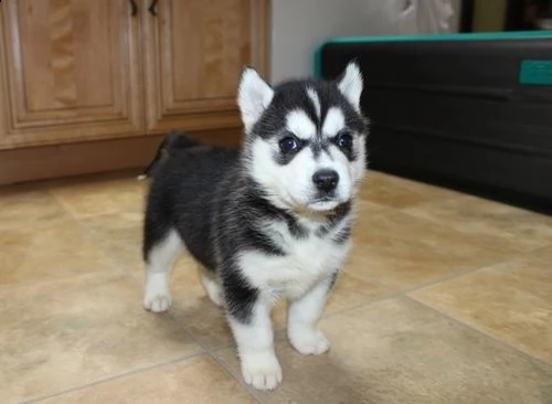 regalo siberian husky con pedigree .