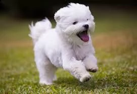 bichon