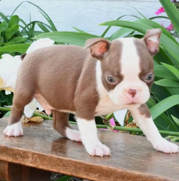 regalo adorabili cuccioli  boston terrier femminucce e maschietti disponibili gratuita 