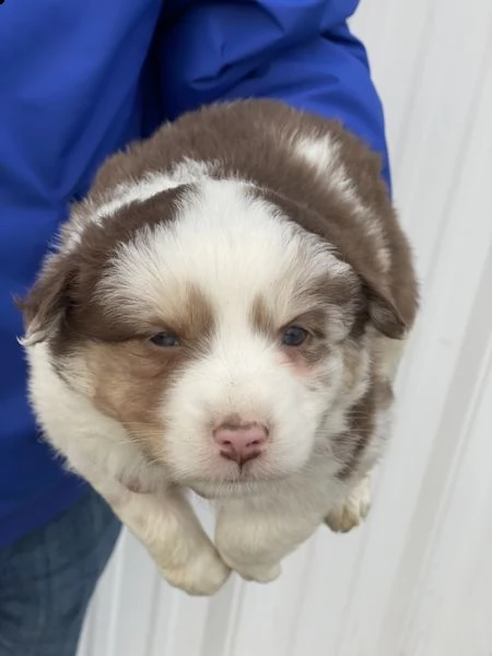 adorabili cuccioli di border collie femminucce e maschietti  disponibili per l'adozione gratuita