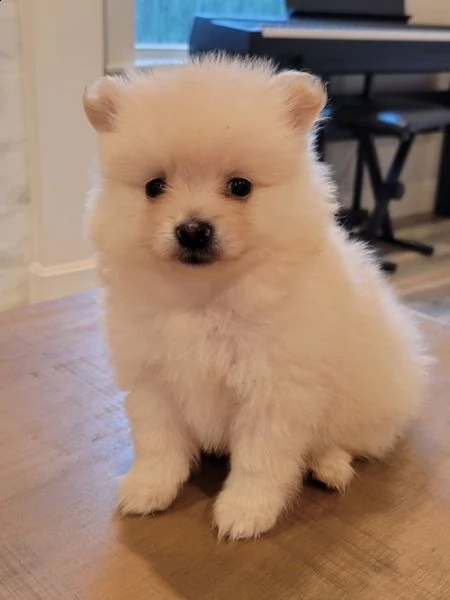 regalo pomerania cuccioli (maschio e femmina) 