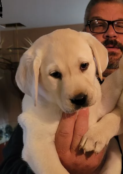 regalo bellissimi cuccioli di labrador .