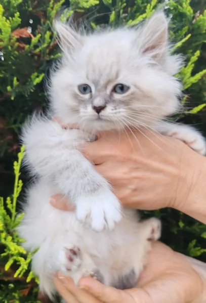 Cucciolo di gatto siberiano 