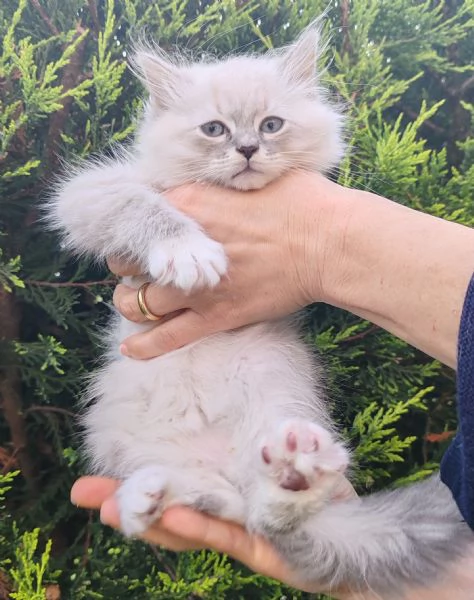 Cucciolo di gatto siberiano  | Foto 3