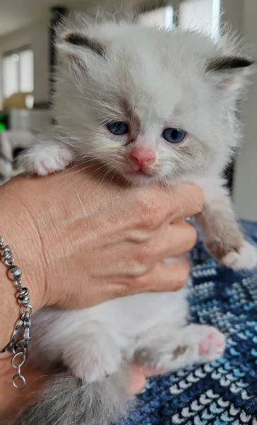 Cuccioli gatto siberiano ipoallergenico  | Foto 2