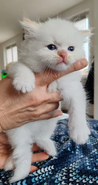 Cuccioli gatto siberiano ipoallergenico  | Foto 0