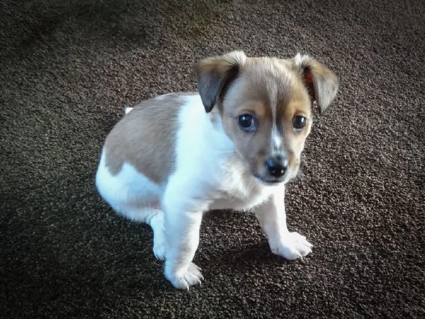  cuccioli di jack russell  | Foto 0