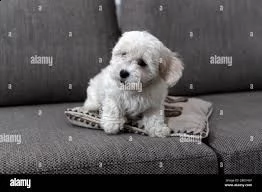 bichon | Foto 1