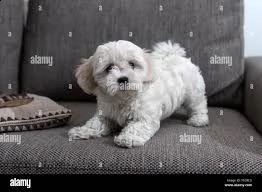 bichon