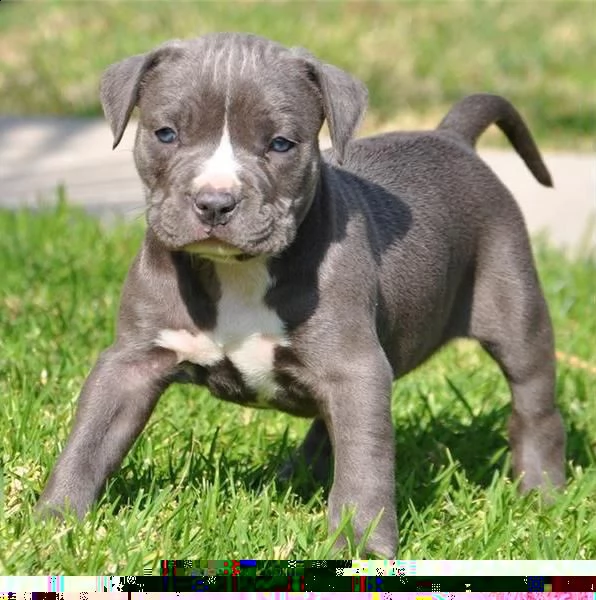 regalo adorabili cuccioli samoiedo femminucce e maschietti