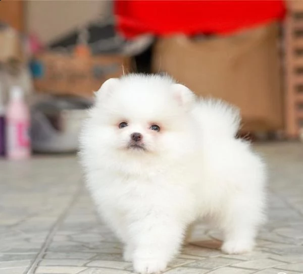 adorabili cuccioli pom disponibili (+393509706299)