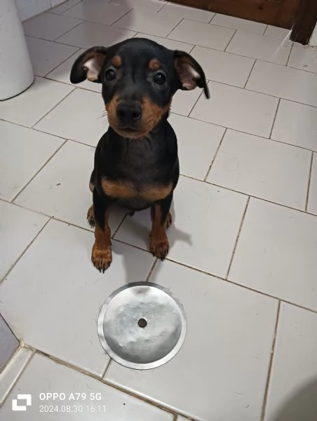 Cucciolo maschio di pinscher | Foto 2